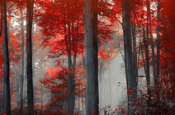 gray and red forest