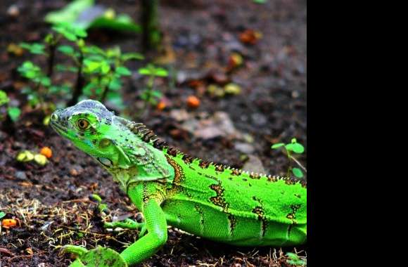 Green Iguana wallpapers hd quality