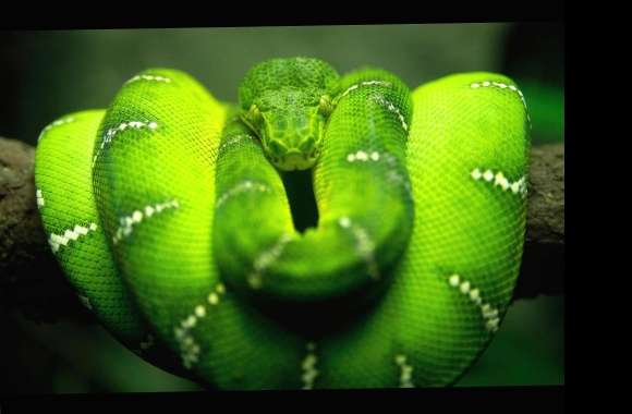 Green Snake