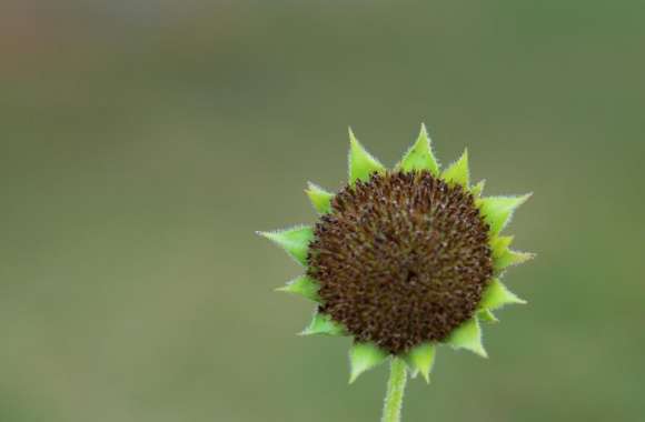 Green Sunflower Seed Head