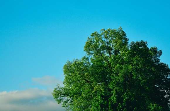 Green Tree, Blue Sky wallpapers hd quality