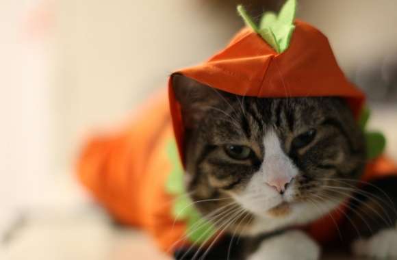 Halloween Funny Cat wallpapers hd quality