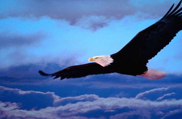 High eagle flying
