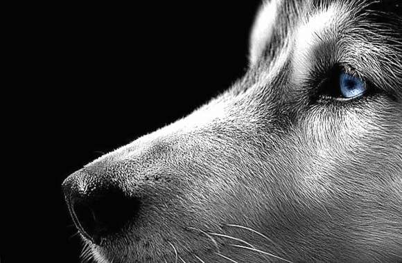 Husky dog eye blue detail