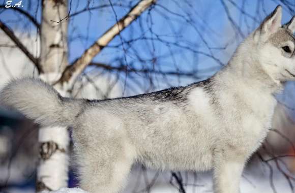 Husky Puppy Winter wallpapers hd quality
