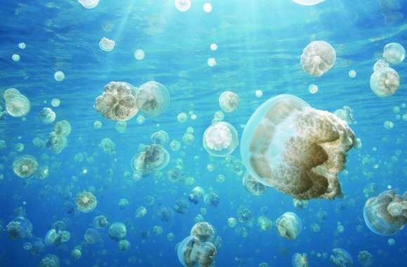Jellyfish Invasion wallpapers hd quality