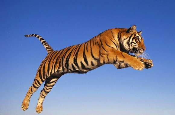 Jumping tiger wallpapers hd quality