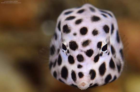 Juvenile Trunkfish wallpapers hd quality