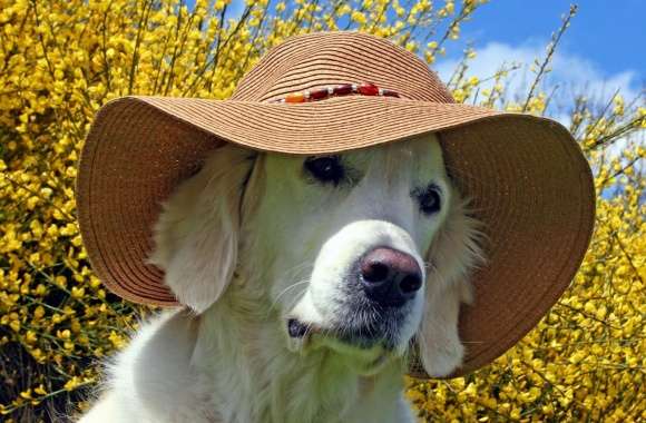 Labrador Wearing Beach Hat wallpapers hd quality
