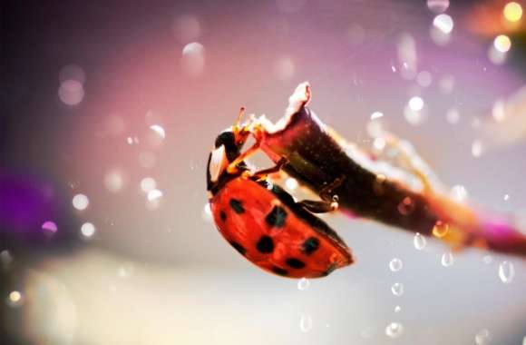 Ladybug In The Rain