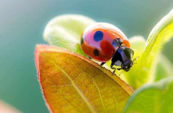Ladybug On Leaf Top