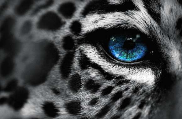 Leopard blue eye