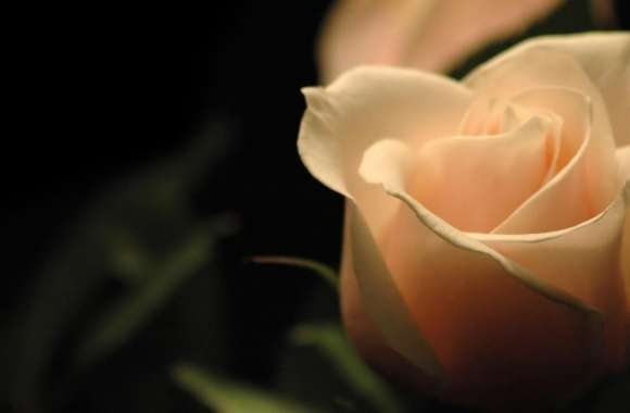 Light Orange Rose