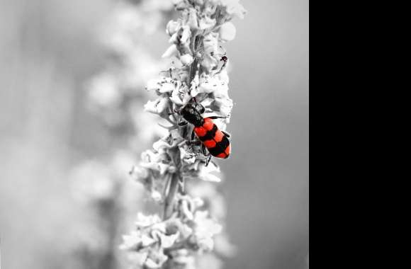 little red bug wallpapers hd quality
