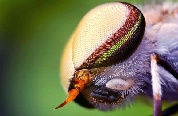 Macro eye insect fly wallpapers hd quality