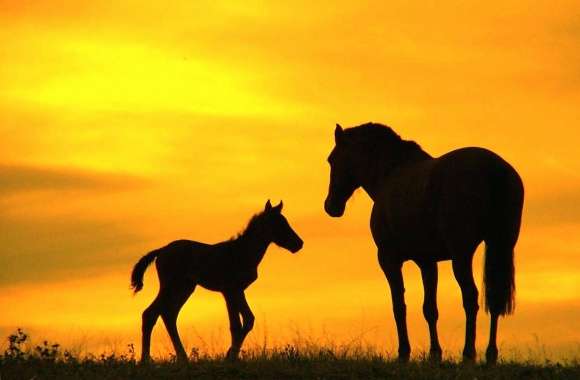 Mother and son horses