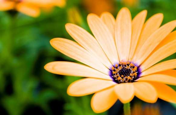 Orange Cape Daisy Flower