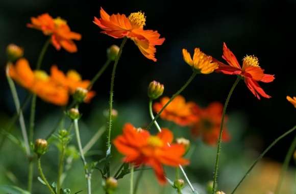 Orange Cosmos Flowers