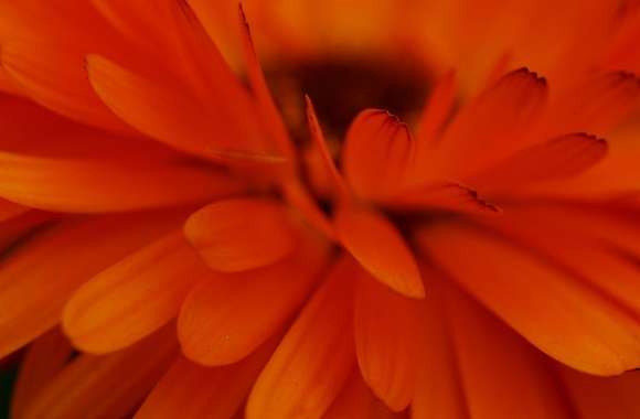 Orange Flower Focus