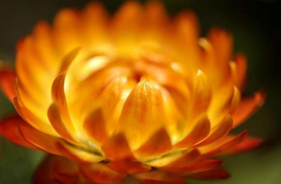 Orange Flower Macro