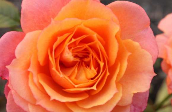 Orange Roses wallpapers hd quality