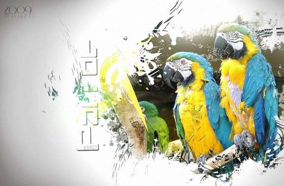 Parrots photoshopped wallpapers hd quality