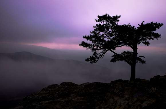 Pine Tree At Twilight