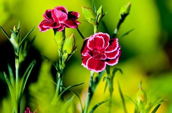Pink Carnation Flowers