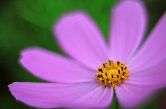 Pink Cosmos Flower Macro