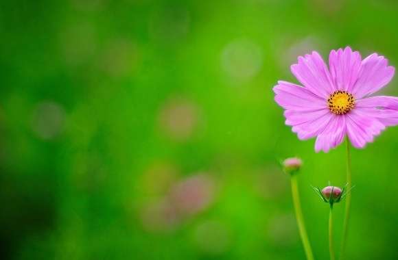 Pink Flower, Green Background wallpapers hd quality