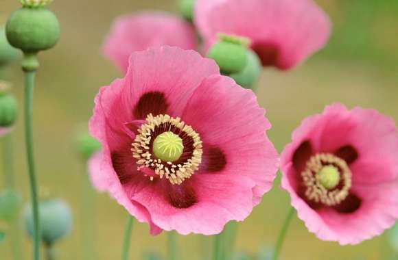 Pink Poppy wallpapers hd quality