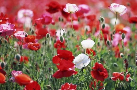 Poppies Field wallpapers hd quality