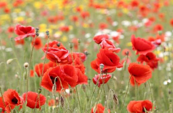 Poppies In Nature wallpapers hd quality