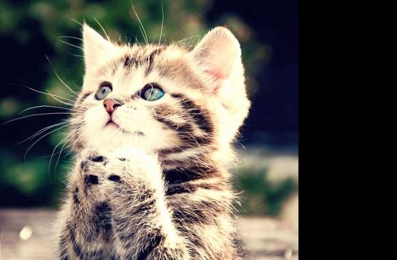 Praying Kitten