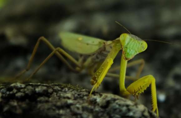 Praying Mantis, Nature