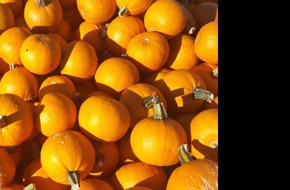 Pumpkin Patch Orange