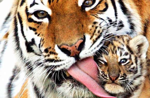 puppy tiger with mom wallpapers hd quality