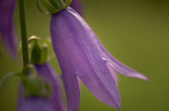 Purple Bell Flower