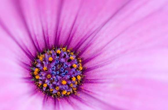 Purple Osteospermum Flower