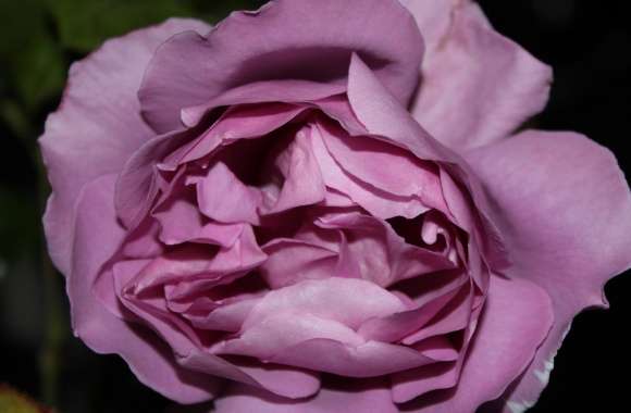 Purple Rose Just Like Silk