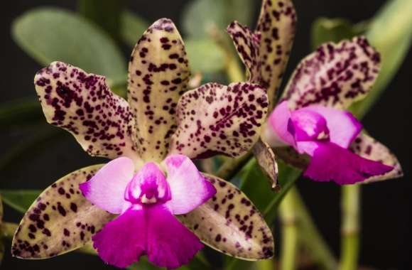 Queen Orchids