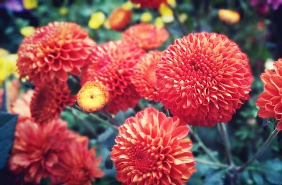 Red Bright Chrysanthemum
