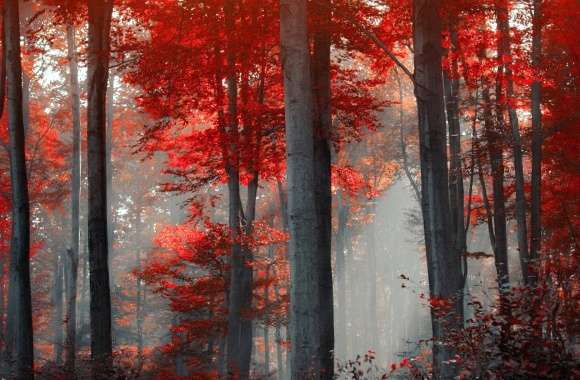 Red Forest wallpapers hd quality