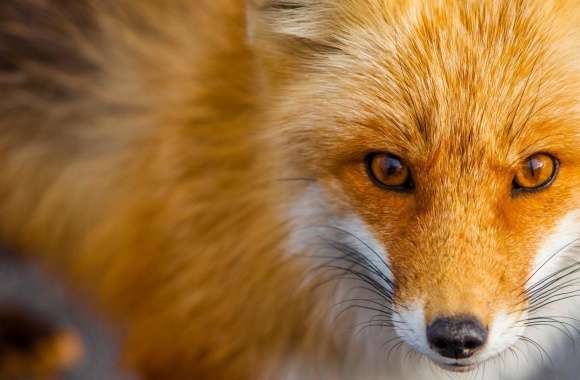 Red Fox Close-up wallpapers hd quality