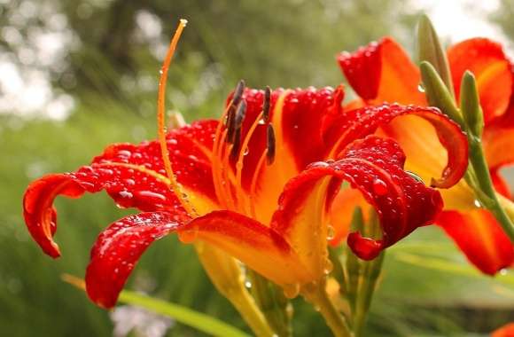 Red Lily wallpapers hd quality