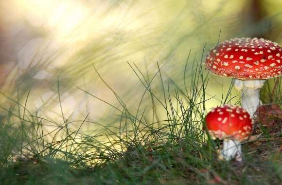 Red mushroom with white pois