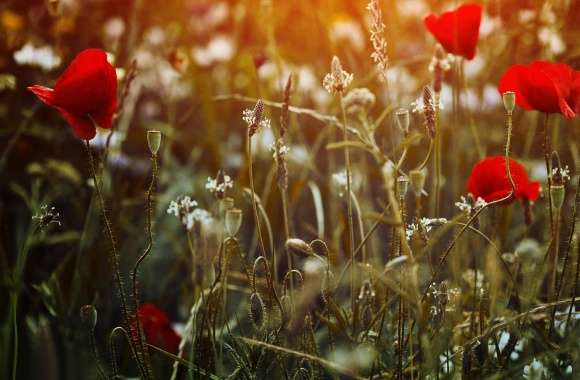 Red Poppies Desktop wallpapers hd quality