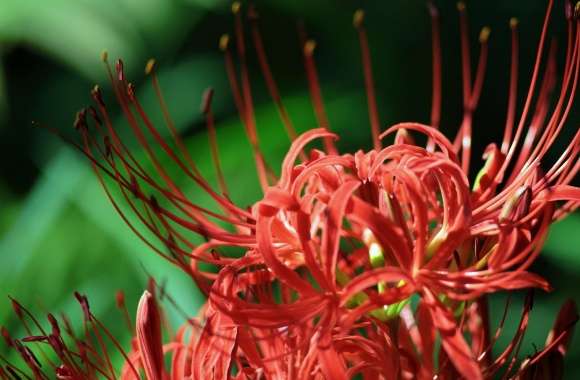 Red Spider Lily, Lycoris Radiata