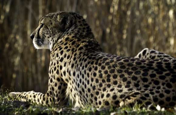 Resting Cheetah