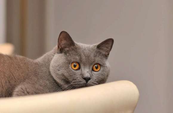 Scared gray cat